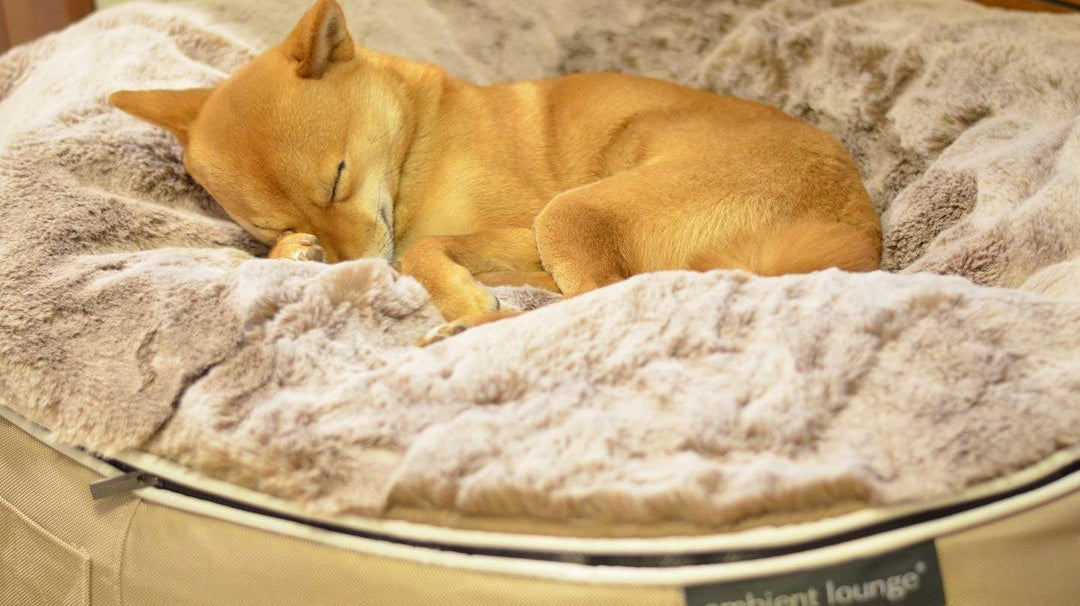 Is your dog anxious alone?... Europe's best luxury calming dog bed is ambient lounge