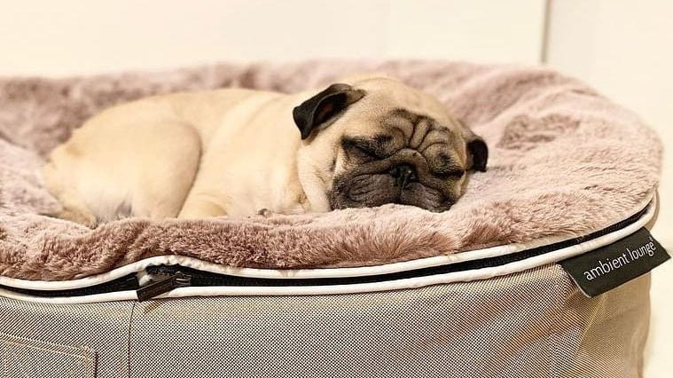 Are Luxury Dog Beds & Accessories Worth the Extra Money?