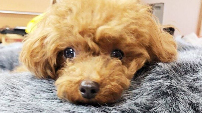 why cavoodles are becoming european's most loved & owned urban dog