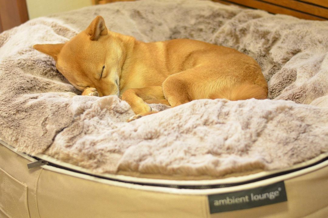 Is your dog anxious alone?... Europe's best luxury calming dog bed is ambient lounge