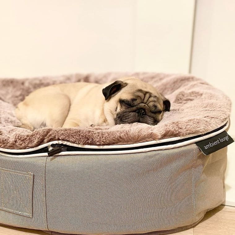 Are Luxury Dog Beds & Accessories Worth the Extra Money?