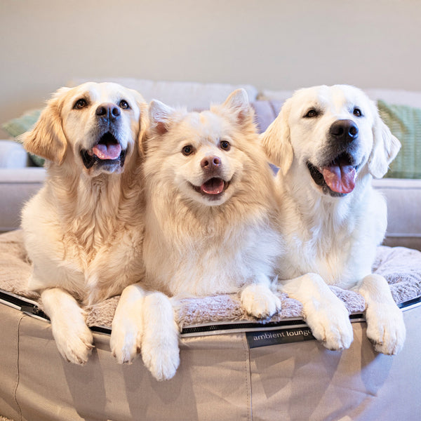 Large Rebound Foam Mattress Dog Bed - Interior/Outdoor
