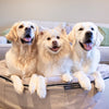 Large Rebound Foam Mattress Dog Bed - Interior/Outdoor
