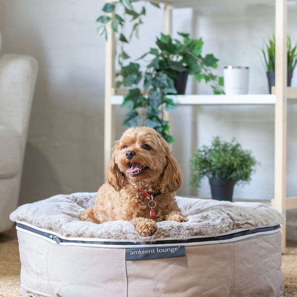 Medium Rebound Foam Mattress Dog Bed - Interior/Outdoor