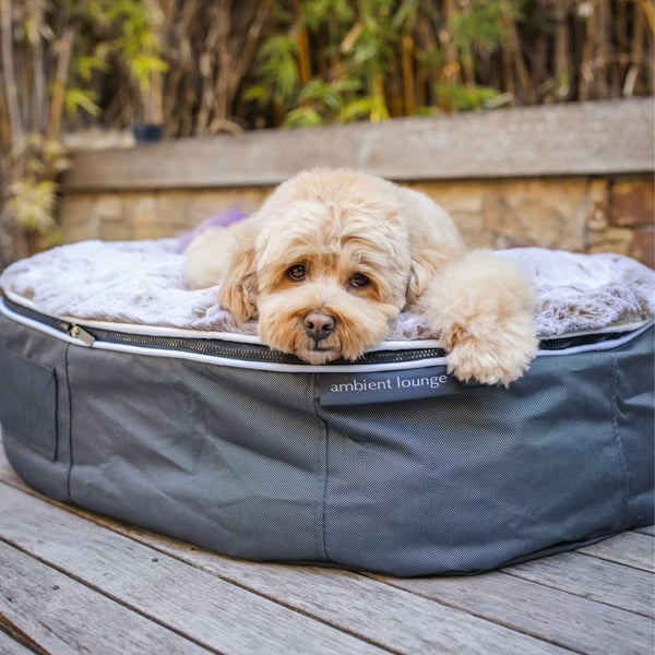 Medium Rebound Foam Mattress Dog Bed - Interior/Outdoor