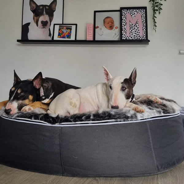 Large Rebound Foam Mattress Dog Bed - Interior/Outdoor