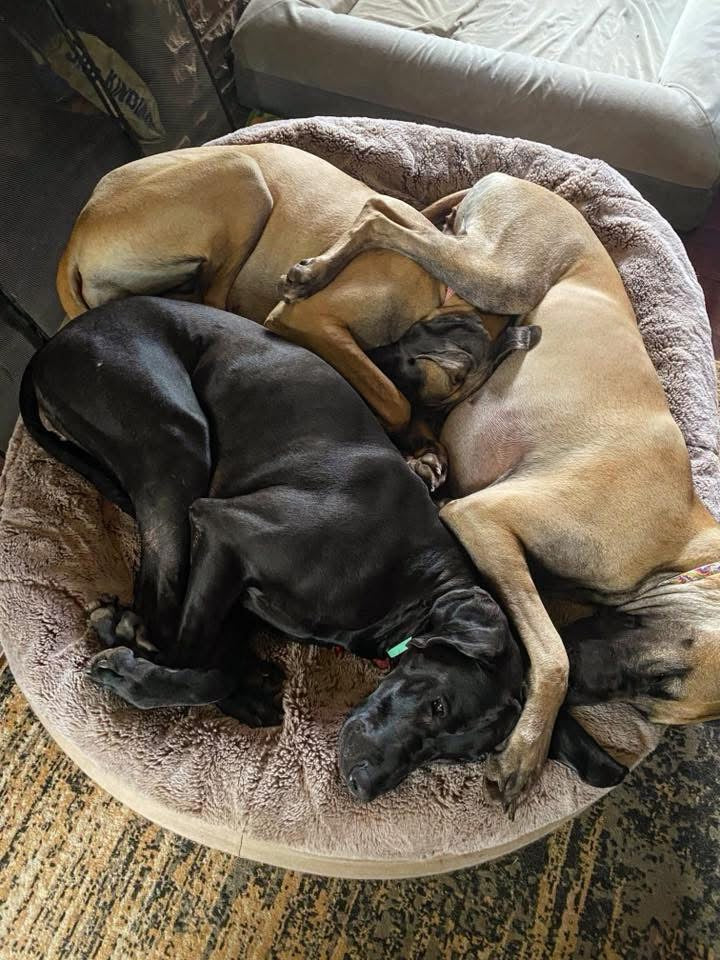 Three large dogs sharing an XXL Cappuccino Rebound Foam dog bed
